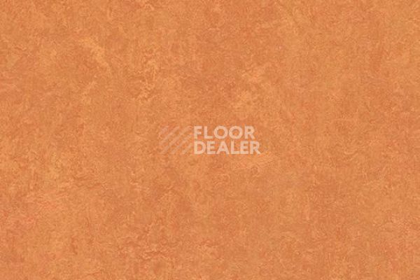 Линолеум Marmoleum Decibel on Order 382535 African desert фото 1 | FLOORDEALER